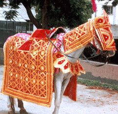EMBROIDERED HORSE  COSTUMES