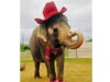 ELEPHANT WITH CAP